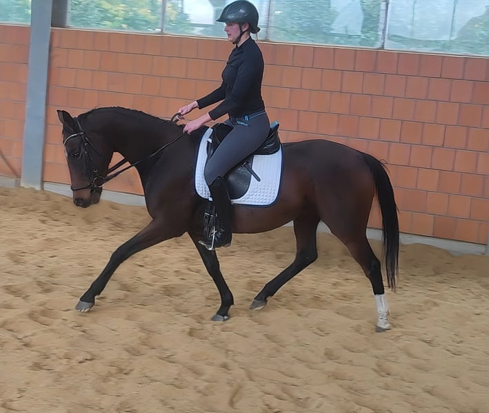 Irish Sport Horse, Stute in Lage