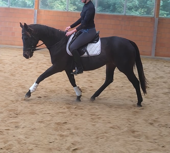 Irish Sport Horse, Stute in Lage