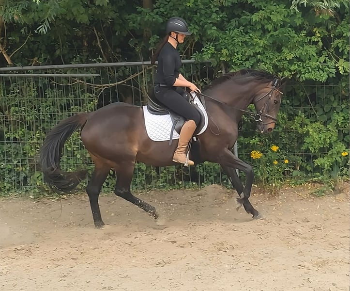 Irish Sport Horse, Stute in Lage