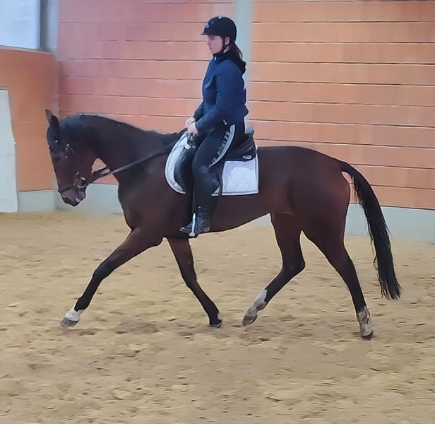 Irish Sport Horse, Stute in Lage