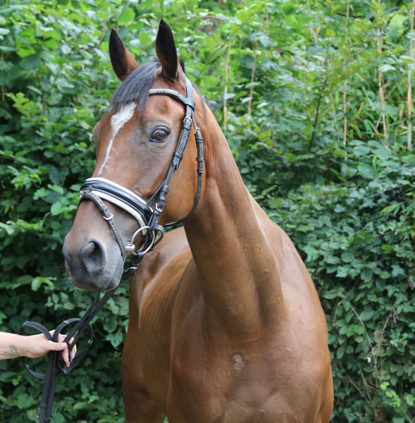 Irish Sport Horse, Wallach in Wachtendonk