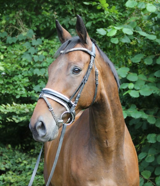 Irish Sport Horse, Wallach in Wachtendonk