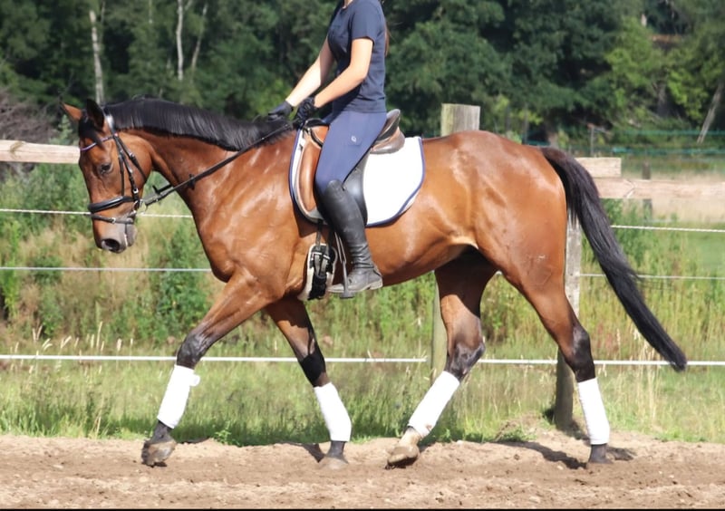 Irish Sport Horse, Wallach in Wachtendonk