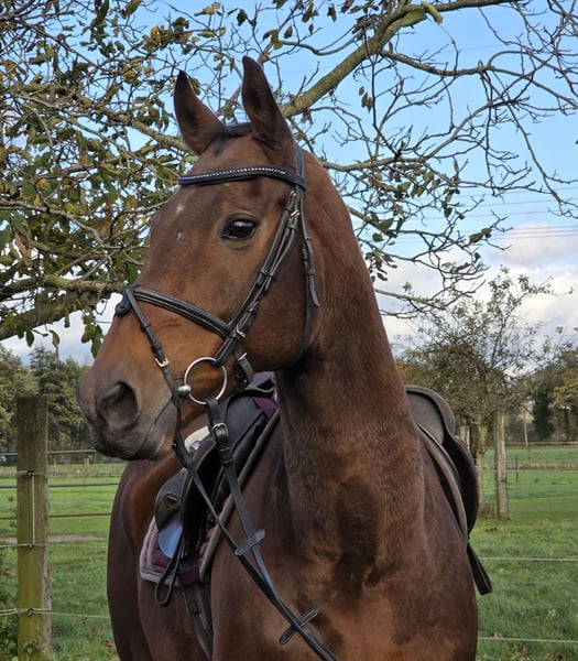 Irish Sport Horse, Wallach in Wachtendonk