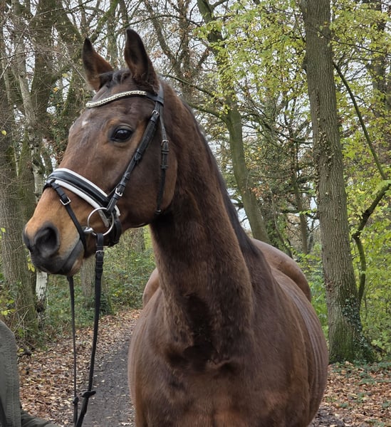 Irish Sport Horse, Wallach in Wachtendonk