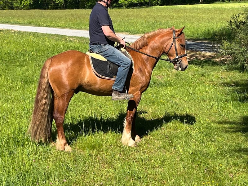 Irish Sport Horse, Wallach in Morsbach
