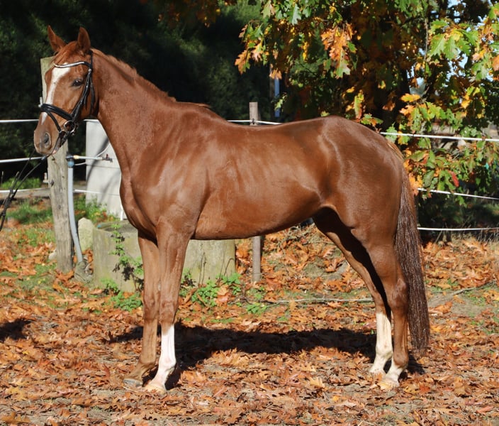 Irish Sport Horse, Wallach in Wielen