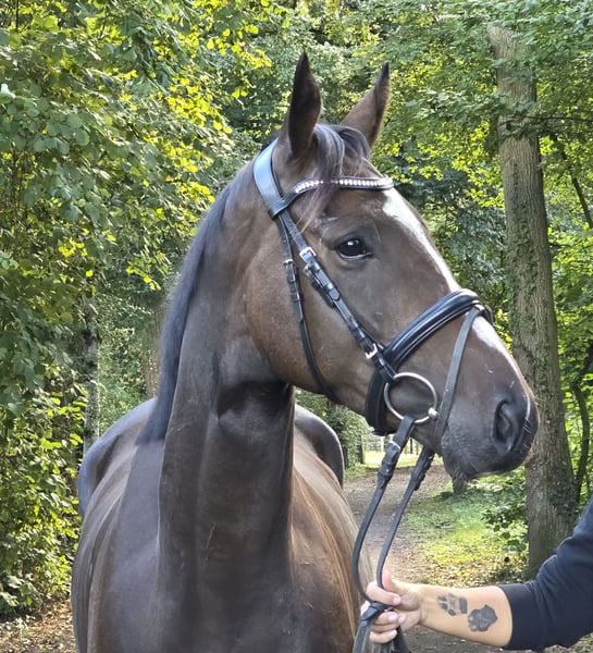 Irish Sport Horse, Wallach in Wachtendonk