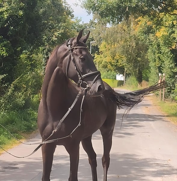 Irish Sport Horse, Wallach in Lage