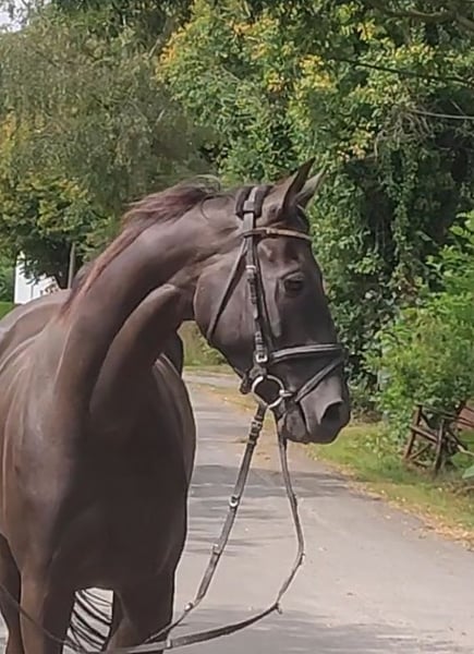Irish Sport Horse, Wallach in Lage