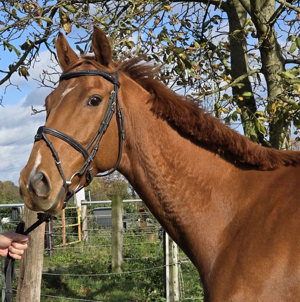 Irish Sport Horse, Wallach in Wachtendonk