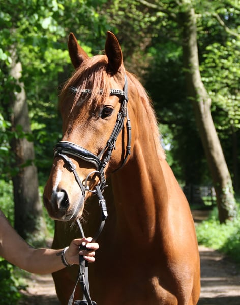 Irish Sport Horse, Wallach in Wachtendonk