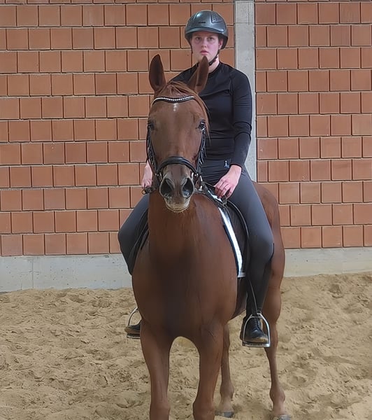 Irish Sport Horse, Wallach in Lage