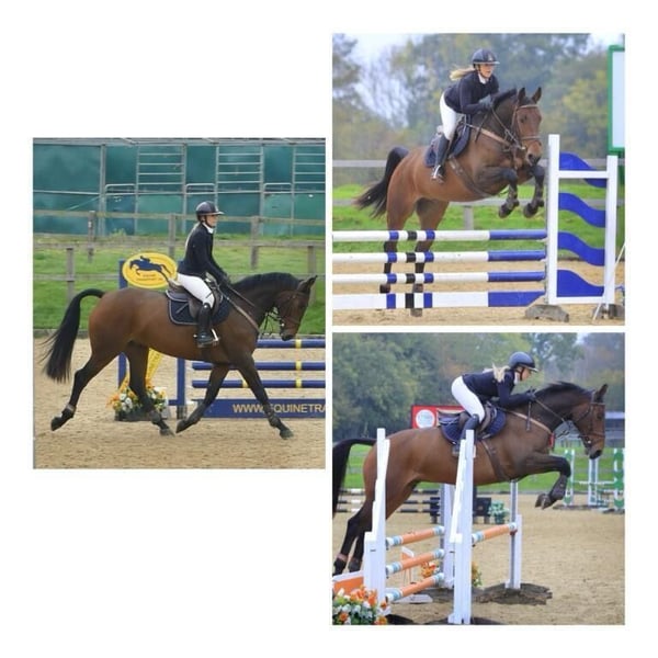 Irish Sport Horse, Wallach in Wächtersbach