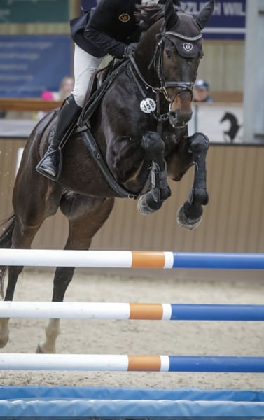 Irish Sport Horse, Wallach in Hof