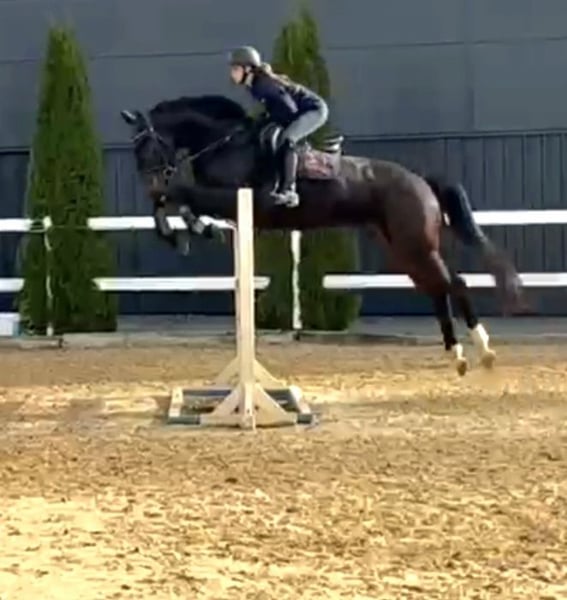 Irish Sport Horse, Wallach in Hof