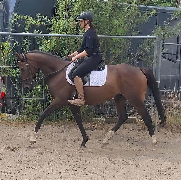 Irish Sport Horse, Wallach in Lage