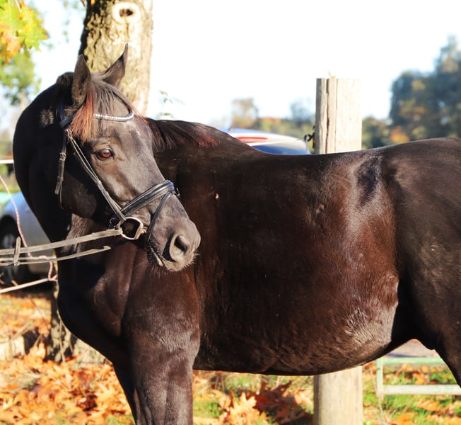 Irish Sport Horse, Wallach in Wielen