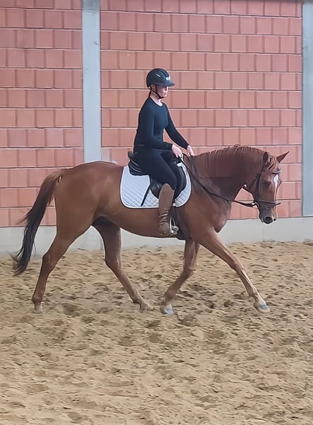 Irish Sport Horse, Wallach in Lage