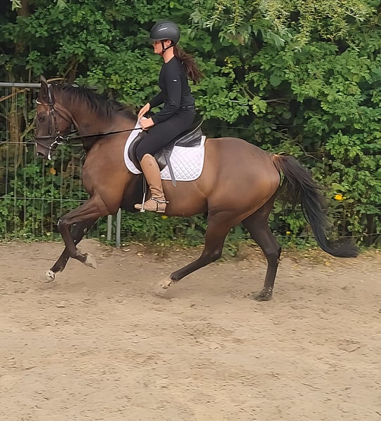 Irish Sport Horse, Wallach in Lage