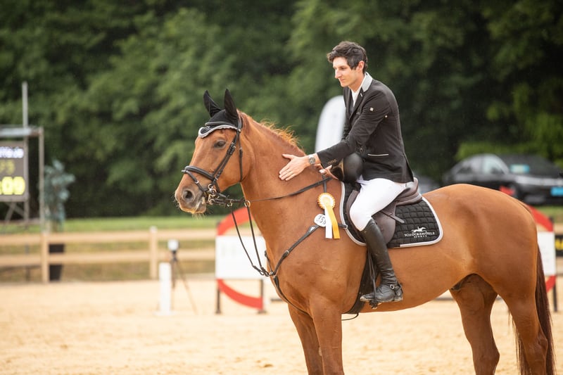 Irish Sport Horse, Wallach in Amberg