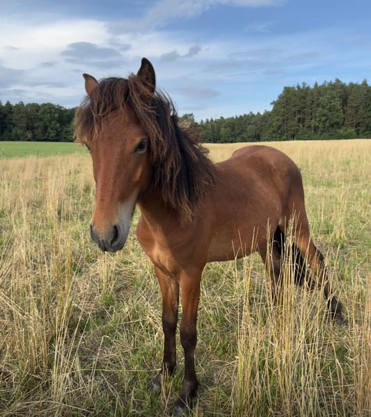 Islandpferd, Hengst in Feldkirchen-Westerham