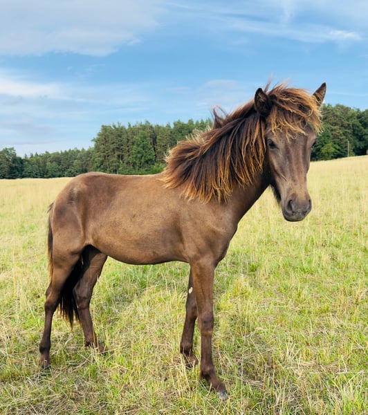 Islandpferd, Hengst in Stödtlen