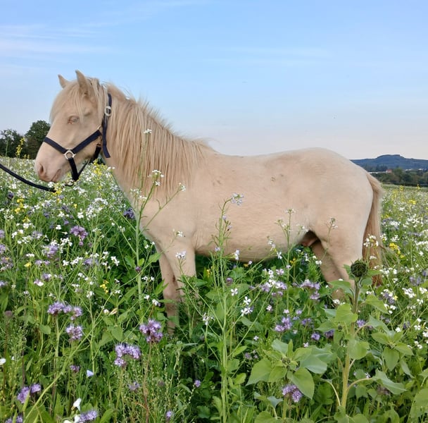 Islandpferd, Hengst in Saarland