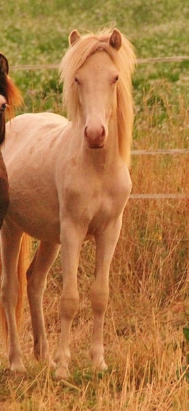 Islandpferd, Hengst in Saarland