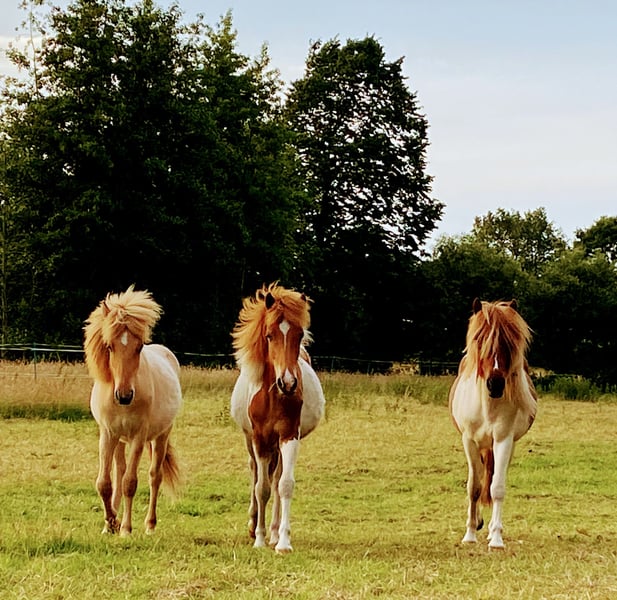 Islandpferd, Hengst in Bargstall