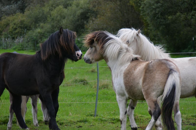 Islandpferd, Hengst in Blunk