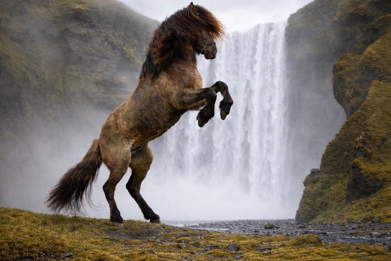 Islandpferd, Hengst in Horst