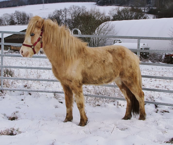 Islandpferd, Hengst in Saarland