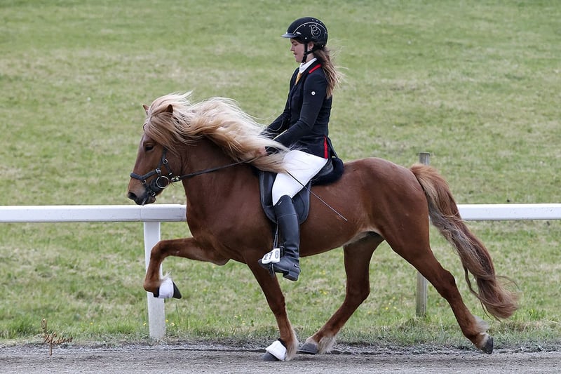 Islandpferd, Hengst in Fronreute