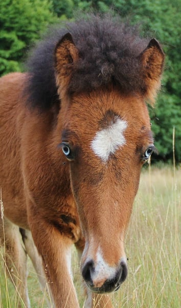 Islandpferd, Hengst in Saarland