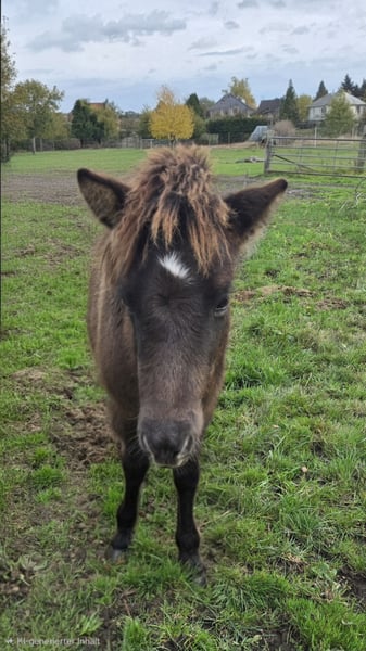 Islandpferd, Hengst in Hermannsburg