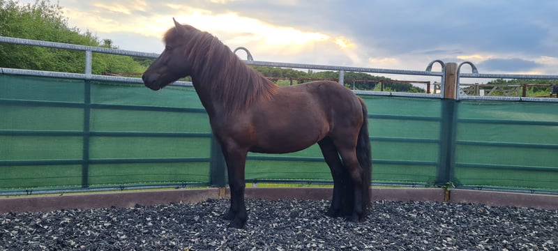 Islandpferd, Stute in Springe