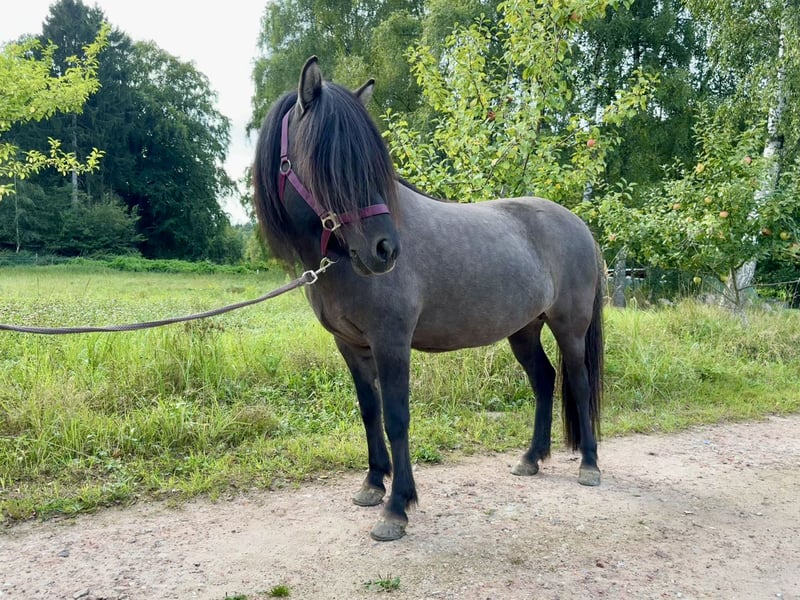 Islandpferd, Stute in Seevetal