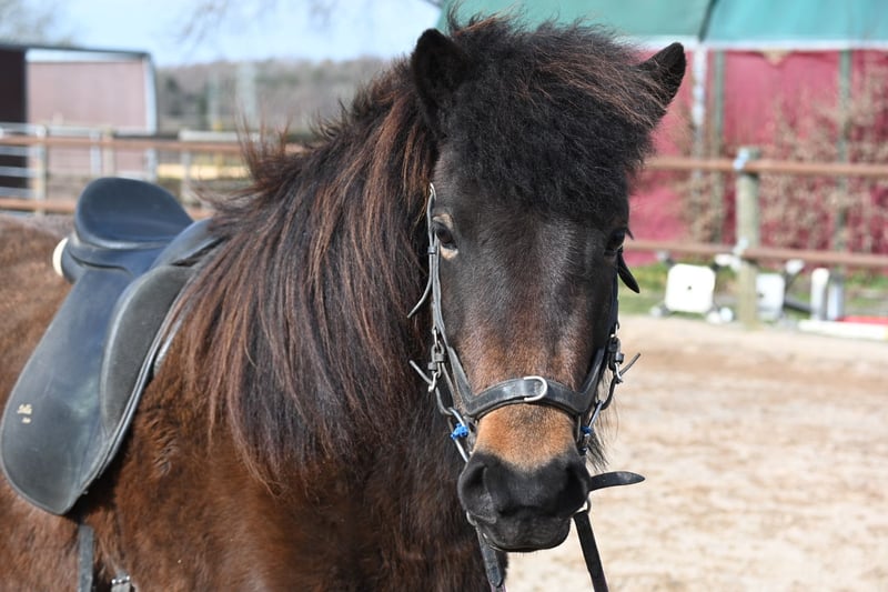 Islandpferd, Stute in Fronreute