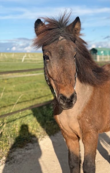 Islandpferd, Stute in Aichtal