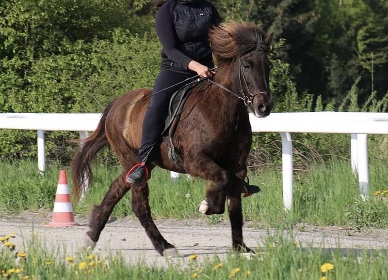 Islandpferd, Stute in Fronreute