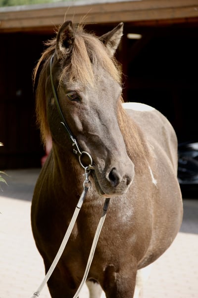 Islandpferd, Stute in Soltau