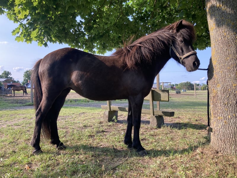 Islandpferd, Stute in Altlandsberg