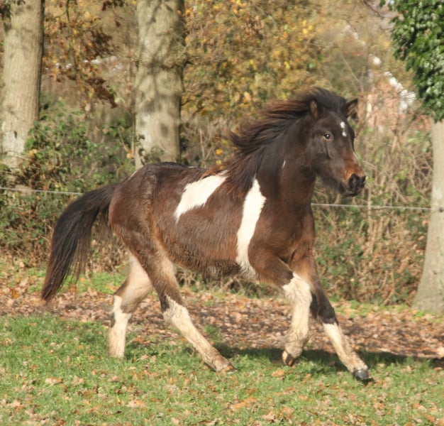 Islandpferd, Stute in Südlohn