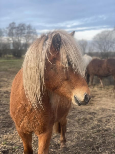 Islandpferd, Stute in Blunk