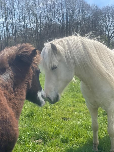 Islandpferd, Stute in Blunk