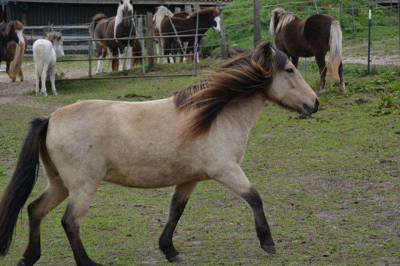 Islandpferd, Stute in Blunk