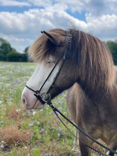 Islandpferd, Stute in Blunk