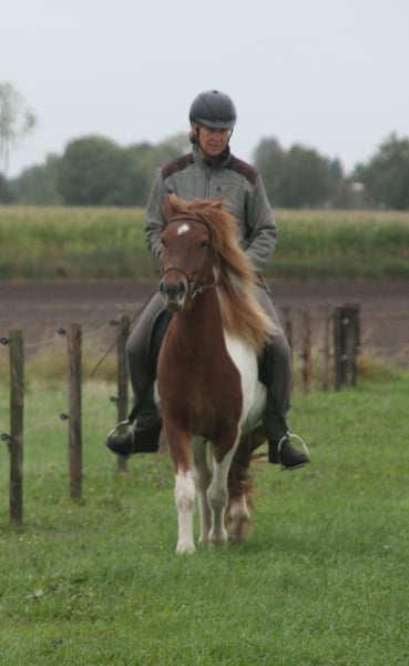 Islandpferd, Stute in Südlohn