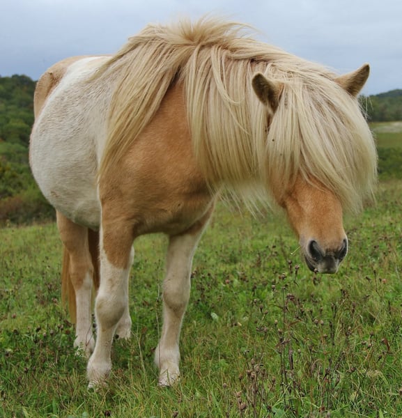 Islandpferd, Stute in Saarland